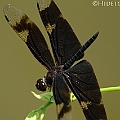 Rhyothemis princeps (Sapphire Flutterer) in Barron Water Park<br />Canon EOS 7D + EF70-200 F4.0L + EF1.4xII